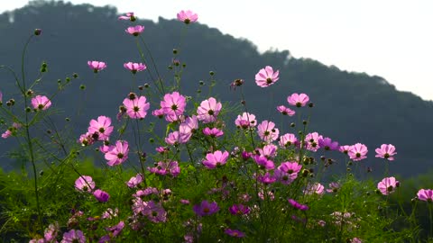 Beautiful Natural flowers video