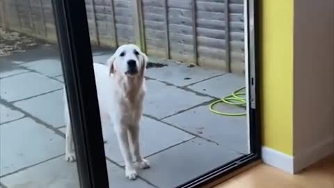 Funny Dogs! Try not to laugh compilation