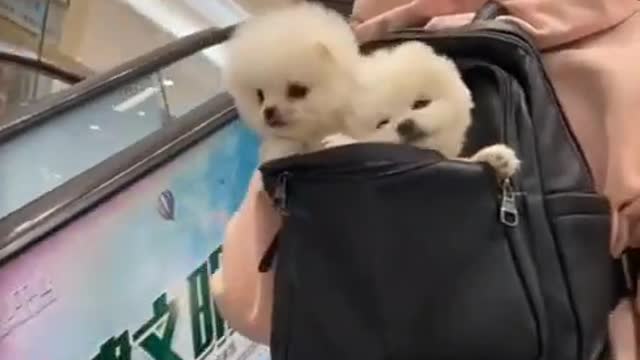 Pomeranianpuppy shorts| Cute Dogs |Funny Cute dogs| Cute Puppies Video❤️|Pomeranian Puppies