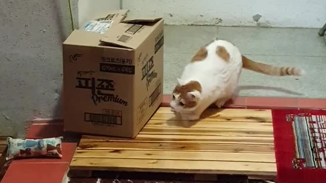 It's so cute playing with toys.