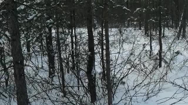 Walk in the taiga in winter.