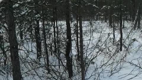 Walk in the taiga in winter.