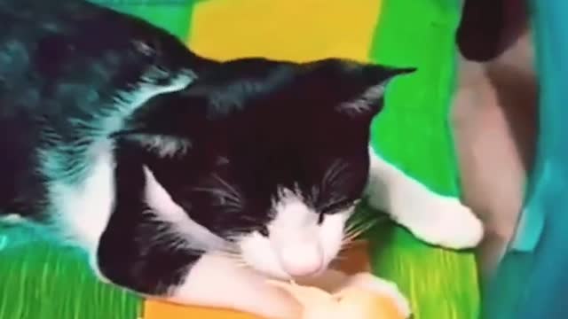 Wee~~ Funny Animals