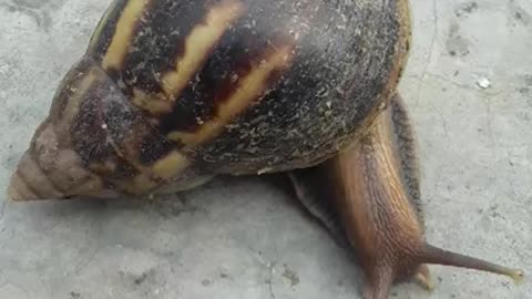 snail moment