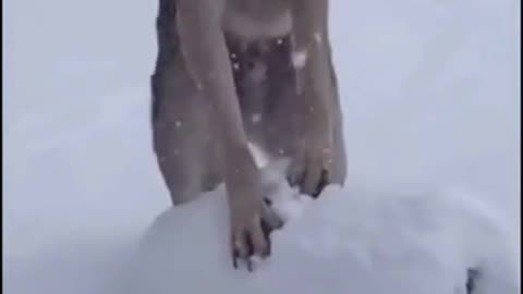 dog enjoying in the snow #shorts