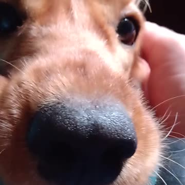 Entertainment dog, cute, viral, Subscribe to my channel, like, share,