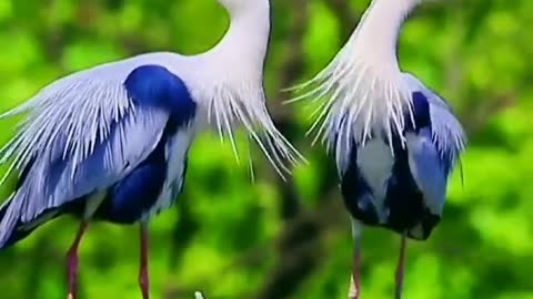 Lovers❤