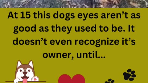 At 15 this dog can't see... Beautiful!