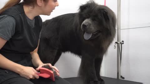 A dog REFUSED by most groomers