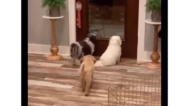 Puppy pranking nosey siblings