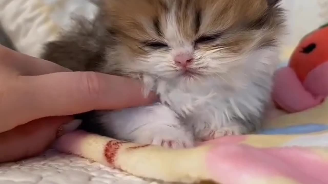 #cat