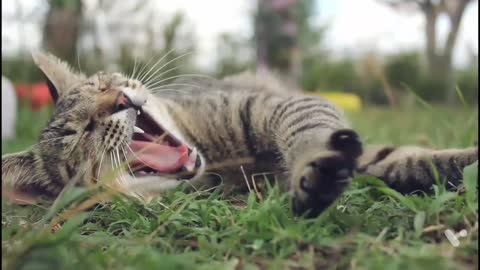 My Cute Cat