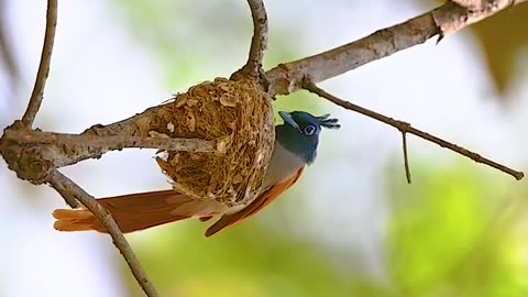 Wildlife and Funs