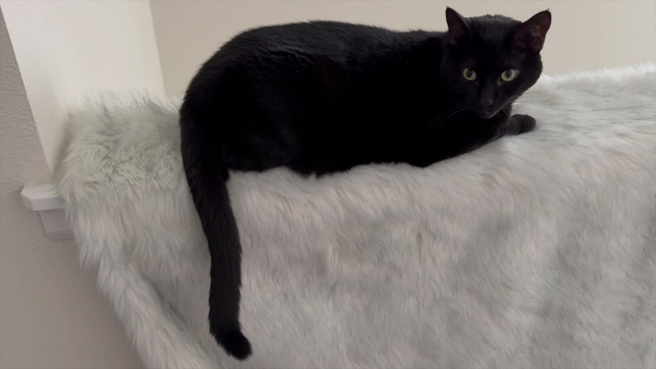 Adopting a Cat from a Shelter Vlog - Cute Precious Piper is Aspiring to be a Model