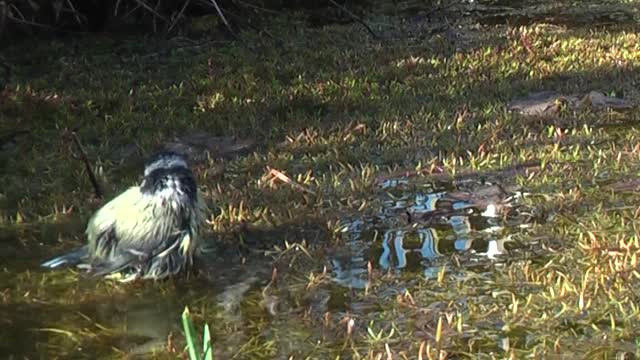 A beautiful bird swimming in a small water bug