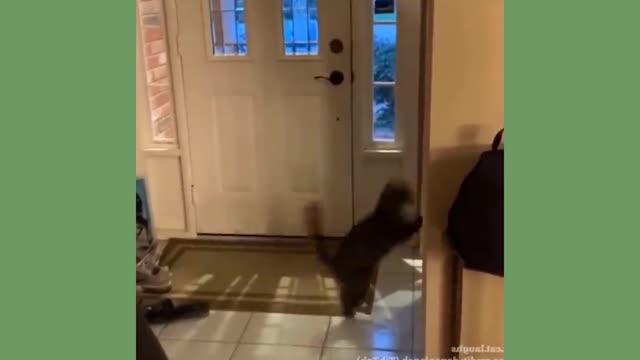 PARKOUR CAT