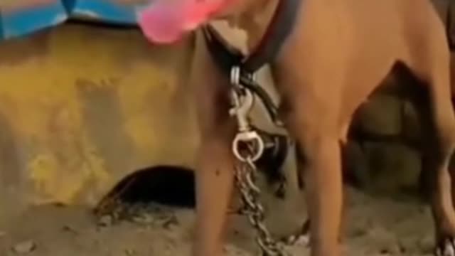 Dog Short Video ll #Short