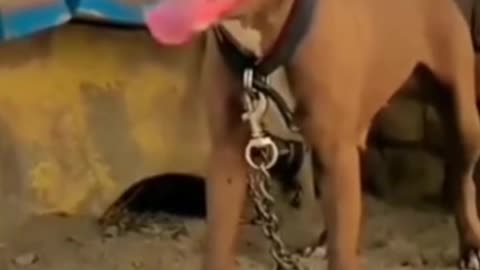 Dog Short Video ll #Short