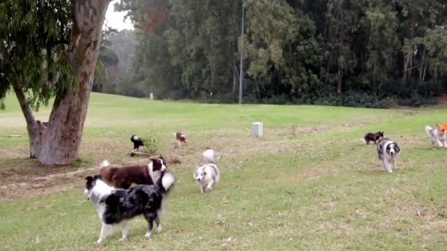 Border Collies Playing At The Park