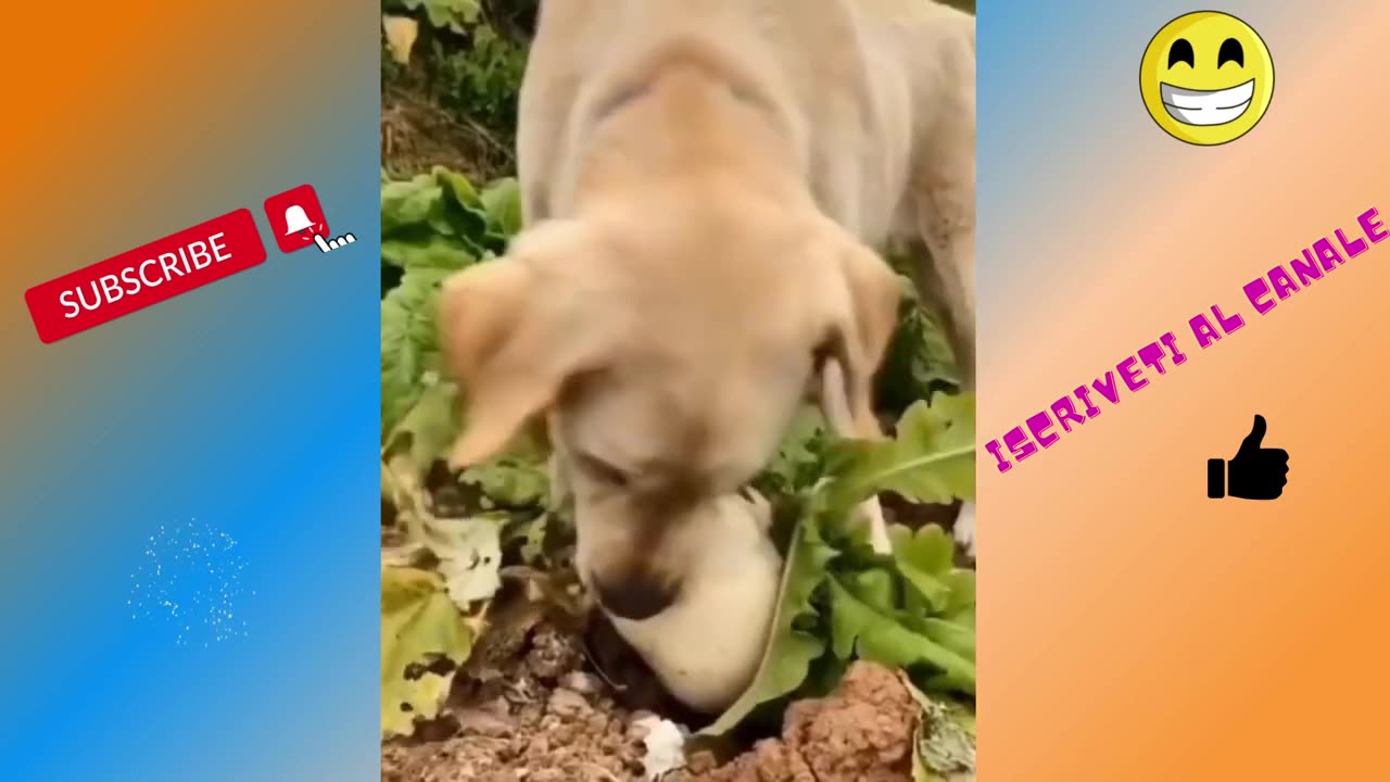 funny animals compilation 2023