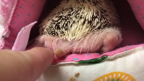 Cute hedgehog gets startled!