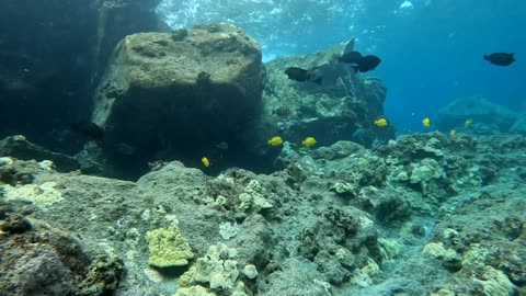 Low Tide - Big Island Hawaii