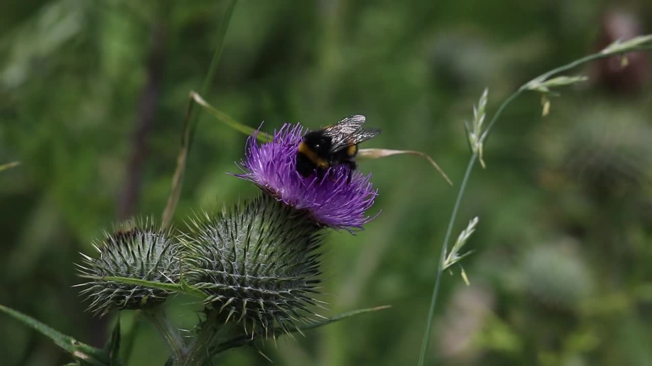 Honey Bee collecting