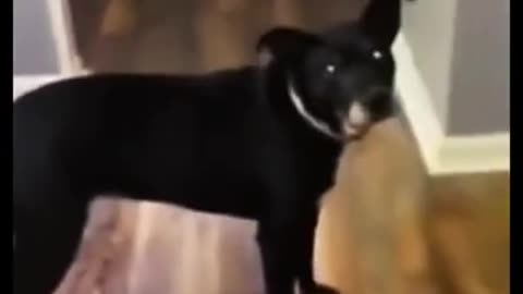 Baby Dogs - Cute and Funny Dog