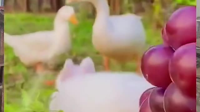 Funny video animal