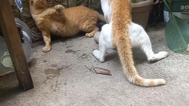 Cat fighting who is win
