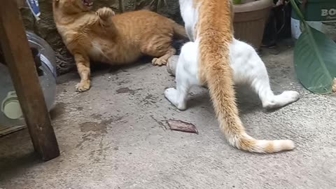 Cat fighting who is win