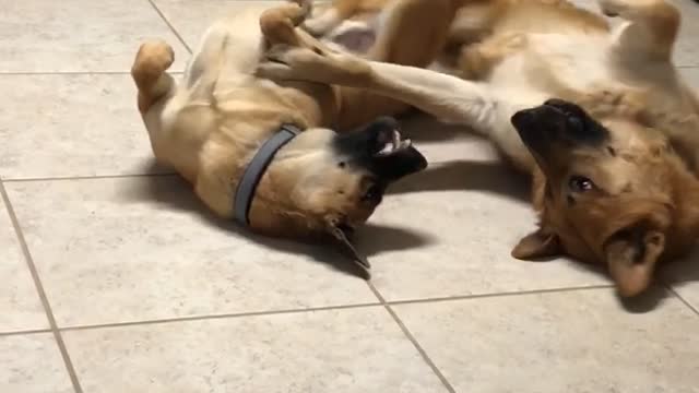 Two tan dogs lay on a kitchen tile floor next to each other