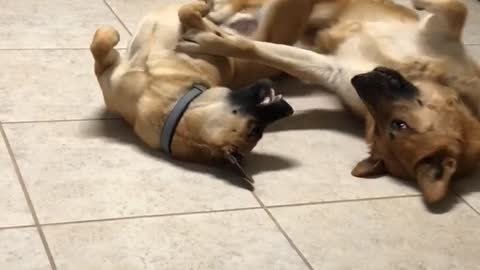 Two tan dogs lay on a kitchen tile floor next to each other