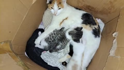 Mother Cat is nursing her cute and baby Kittens. Cute baby kittens are playing