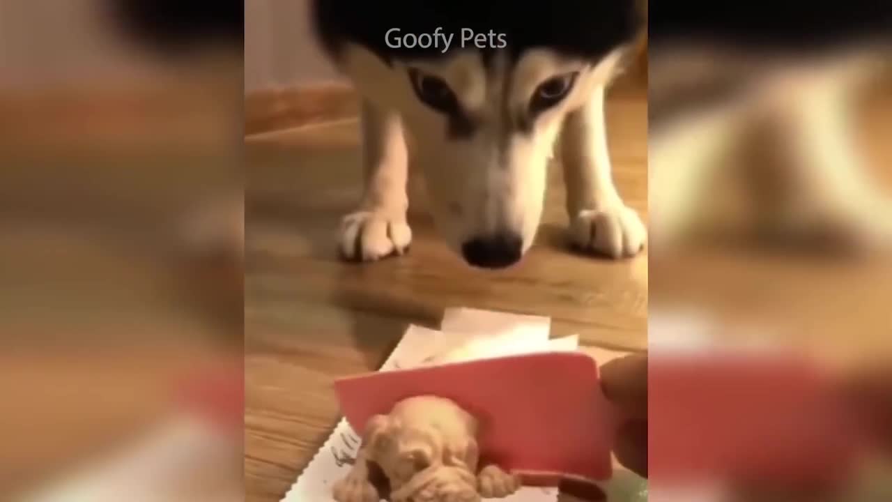 The Funniest and most humorous cat video ever!!….