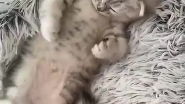 Funniest Cat Videos That Will Make You Laugh _29 _ Funny Cats(720P_HD).mp4