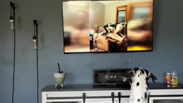 THE GREAT DANE Dog Video 64 - Great Dane Compilation - Tallest Dog in The World