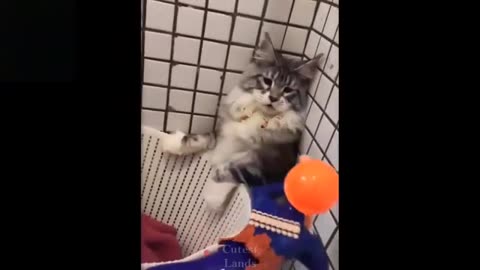 Cute And Funny Animal Videos