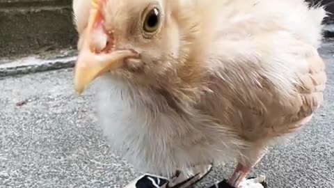 the child made shoes for the hen