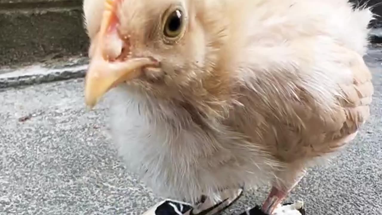 the child made shoes for the hen