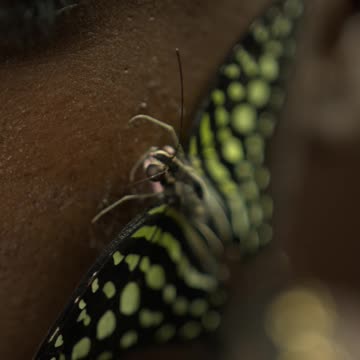 Butterfly lands oh his face!