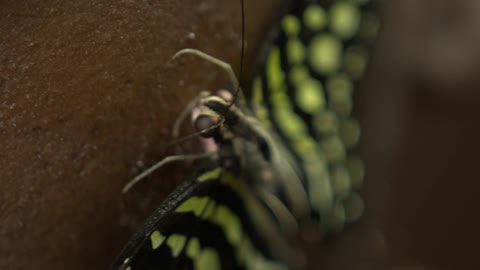 Butterfly lands oh his face!