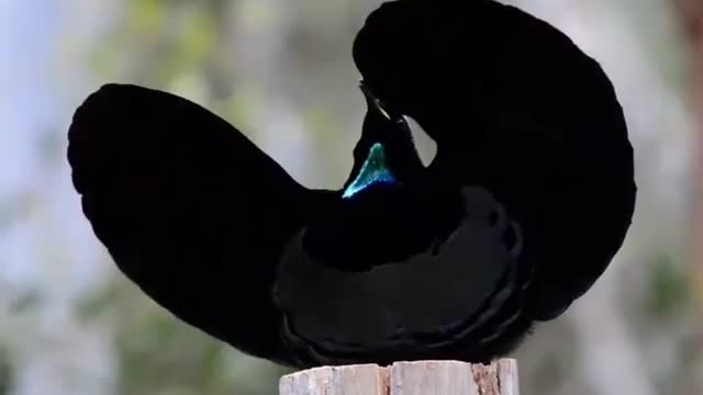 look at the beauty of this beautiful bird