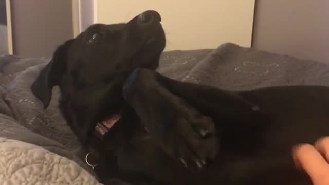 Black dog doesnt want to stop scratching