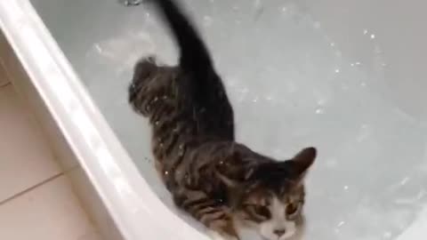 Bath time with my cat