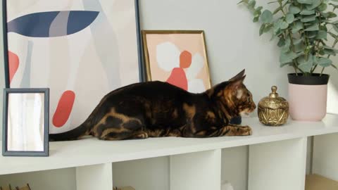 Bengal cat sitting on shelf close-up. Brown kitten resting on ledge near pictures