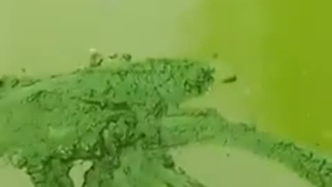 Ireland's largest lake is covered in a layer of thick green algae.