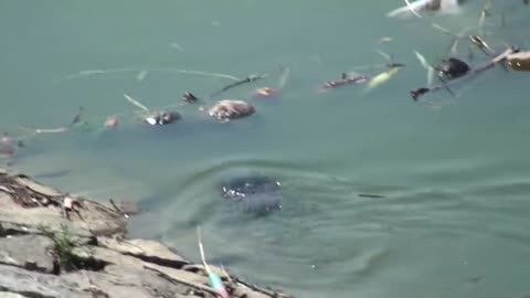 Water snake frightening Indian Cormorant