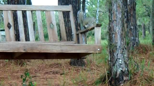 Swinging Squirrel