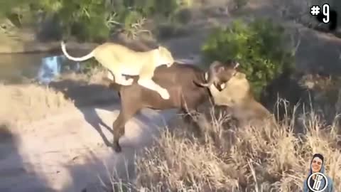 14 CRAZIEST animals fights caught on camera unbelievable😱